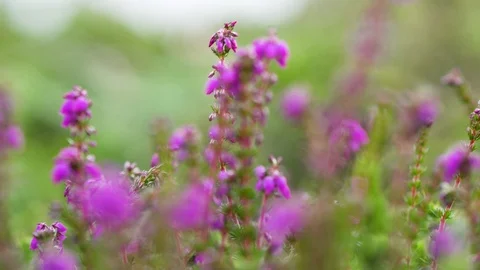 Wild Irish Flowers Stock Footage 129324727