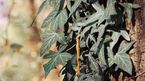 Wild ivy. Stock Footage 151600489