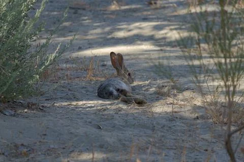Wild jack rabbit or hare laying in the shade near bushes Stock Photos