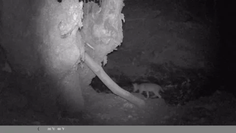 Wild Jackal Pup Emerging from Dark Forest at Night - Night Vision Trail Cam Stock Footage 341803611