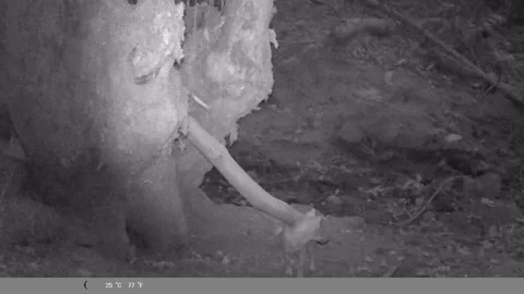 Wild Jackal Pup Pausing in Forest at Night - Night Vision Trail Cam Stock Footage 341803608