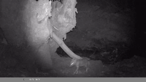 Wild Jackal Pup Walking Past Tree Trunk at Night - Night Vision Trail Cam Stock Footage 341803522