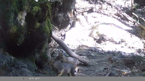Wild Jackal Pups Exploring Forest Creek Bed - Trail Cam Footage Stock Footage 341803512
