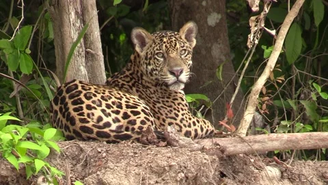 Wild Jaguar in Jungle Looking at Camera in Brazil Amazon Pantanal Region Stock Footage
