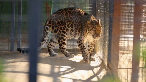 Wild Jaguar Walking in Cage Stock Footage 102065358