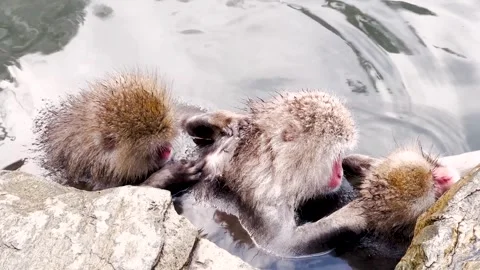 Wild Japanese Snow Monkeys Bathing and Grooming in Jigokudani Onsen Stock Footage 313977545