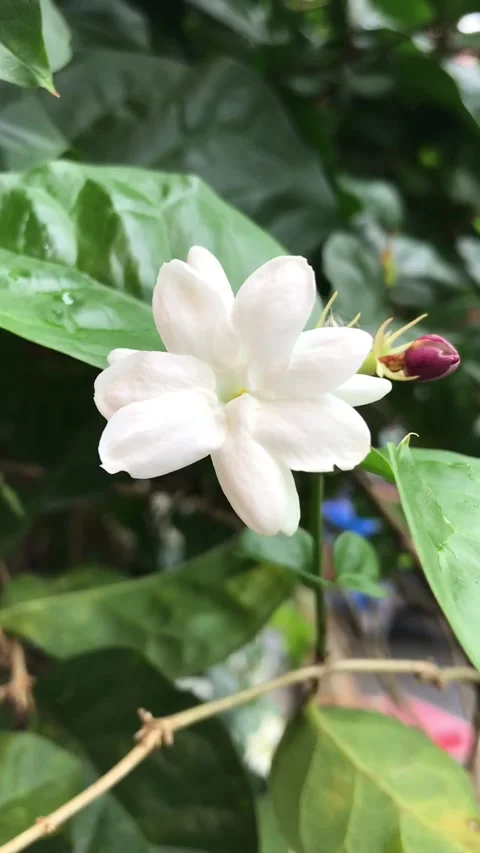 Wild Jasmine Stock Footage 290289535