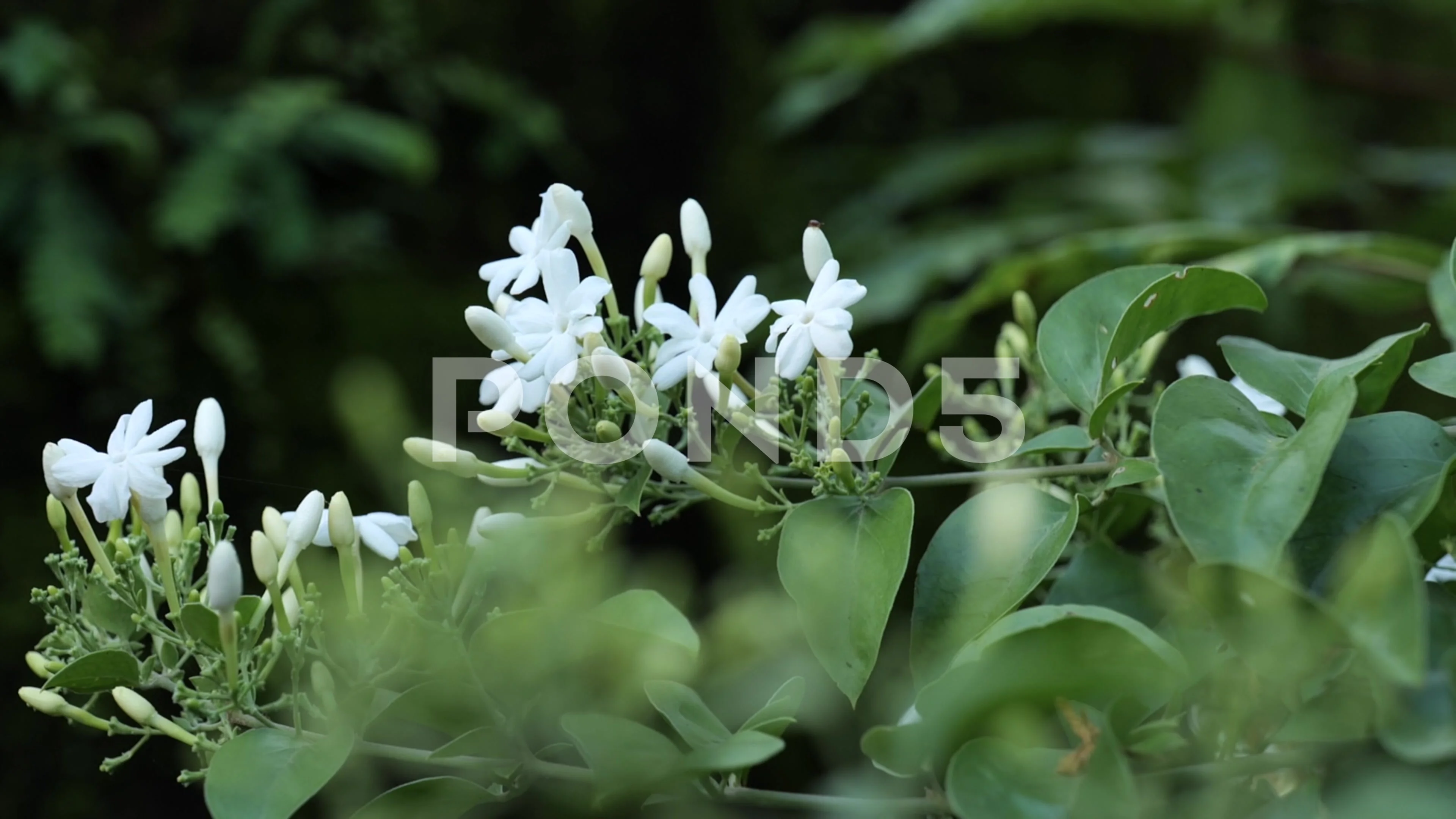 wooden spoon with dried jasmine flowers close up Stock Photo by vvoennyy