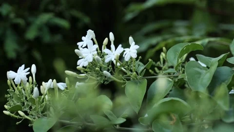 Wild Jasmine ( Pichippoo) slow motion  Footage Stock Footage