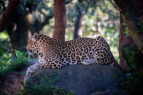Wild Javan leopard captured in calm pose Stock Photos
