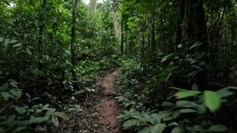 Wild jungle on the Congo Basin rainforest in the democratic republic of Congo. Stock Footage 311991871