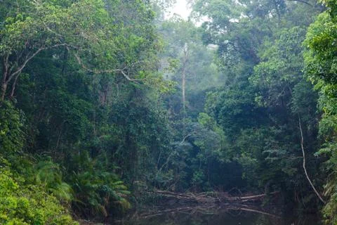 Wild jungle landscape Stock Photos