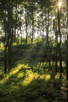 Wild jungle Stock Photos