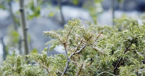 Wild juniper berry plants by a river Stock Footage 114667026