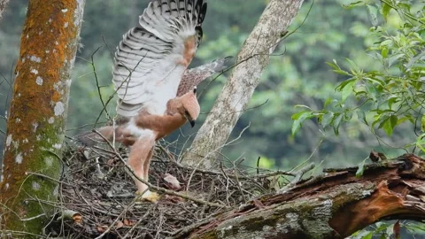 Wild juvenile Javan Hawk Eagle stretch its wing in the wilderness Stock Footage 158995084