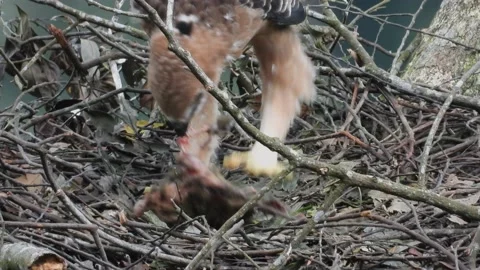 Wild juvenile Javan Hawk Eagle eating its prey in the nest Stock Footage 158995096