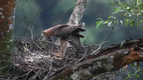 Wild juvenile Javan Hawk Eagle stretch its wings in the wilderness Stock Footage 158995111