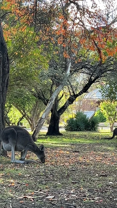 Wild kangaroo calmly grazing on grass in a suburban park Stock Footage 312134997