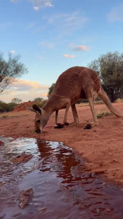 Wild kangaroo drinking water from stream in Australian outback 库存影片 341568803