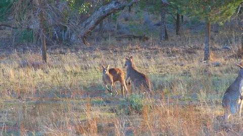 Wild Kangaroo fighting as other roos look on in NSW Australia Stock Footage