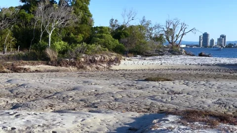 Wild Kangaroo Hopping Across Sandy Beach at South Stradbroke Island Stock Footage 341377208