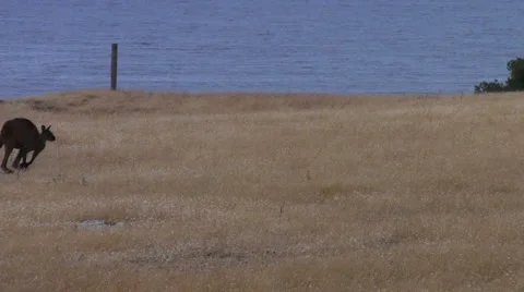 Wild kangaroo hopping across screen Stock Footage 974593