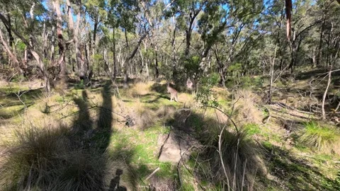 Wild Kangaroo Hopping Through Australian Eucalyptus Bushland Stock Footage 345477383