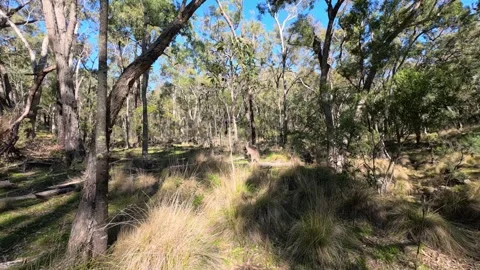Wild Kangaroo Hopping Through Sunlit Australian Eucalyptus Forest Bushland Stock Footage 345457845