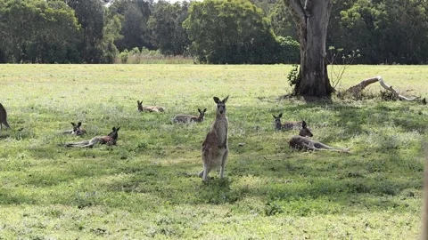 Wild Kangaroo Revealed from Behind Tree Stock Footage 162376364
