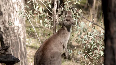 Wild Kangaroo Standing Alert in Australian Bushland Stock Footage 341305908