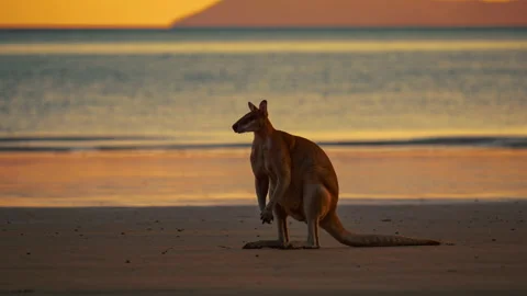 Wild kangaroo wallaby Cinemagraph seamless video loop at sandy beach at Stock Footage 231938552