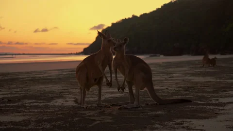 Wild kangaroo wallaby fighting at a sandy beach at Cape Hillsborough Stock Footage 231859139