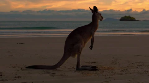 Wild kangaroo wallaby by the sea at sandy beach at Cape Hillsborough Stock Footage 231855739