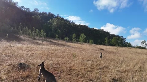 Wild Kangaroos in the Australian Paddock Surrounded by Bushland Stock Footage 304098340