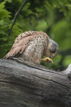 Wild kestrel preening Stock Photos