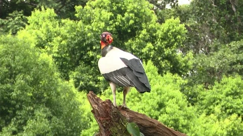 Wild King vulture perched on a tree stump viewing around Stock Footage 335583511