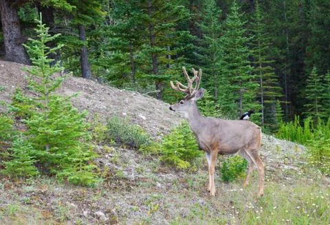 Wild kingdom Stock Photos