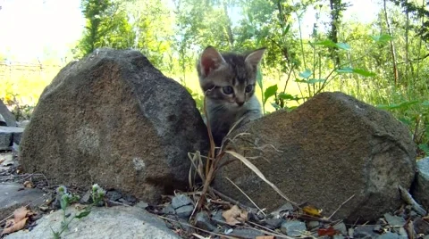 Wild kitten sneaks between rocks Stock Footage 54307991