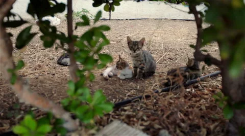 Wild Kittens in the bush Stock Footage 49786490