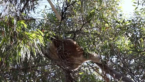 A wild koala bear climbing from tree to tree in a eucalyptus forest in Australia Stock Footage 123807260
