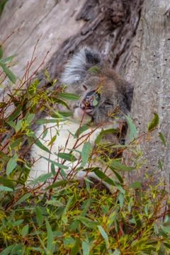 Wild koala bear sleeping in tree behind leafs in Australia Stock Photos