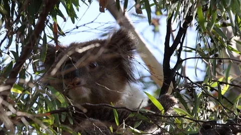 Wild koala bear sniffing and climbing a willow myrtle tree in South Australia Stock Footage 123807606