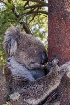 Wild Koala Bear in a tree at the Mt Lofty walk, South Australia Stock-Fotos