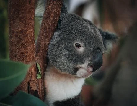 A wild Koala climbing a tree. soft focus. New South Wales, Victoria, Australia. Stock Photos