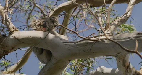 Wild Koala Looking Down From The Tree 스톡 동영상 330234195