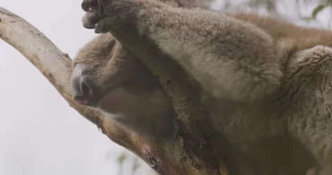 Wild Koala Resting on Tree Top in Victoria Forest Видео 330235449