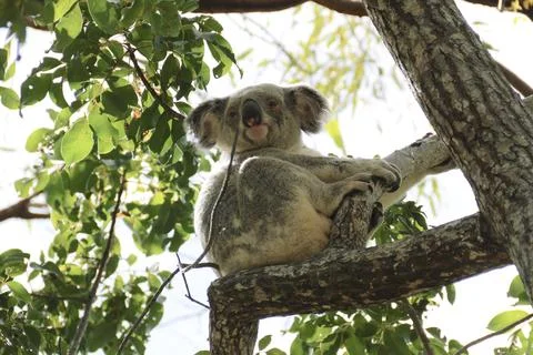 Wild koala sitting in a eucalyptus tree fork looking down Foto stock