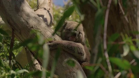 Wild koala sitting in a tree Stock Footage 71616287