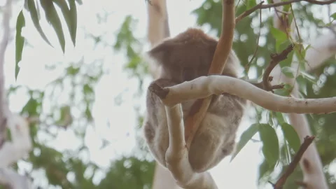 Wild Koala sleeping between the tree forks of a native Australian Eucalyptus tre Video stock 294622258