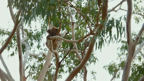 Wild Koala sleeping between the tree forks of a native Australian Eucalyptus tre Video stock 294622276